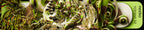 Earthworm
